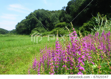 Misohagi flowers and landscape 67020347