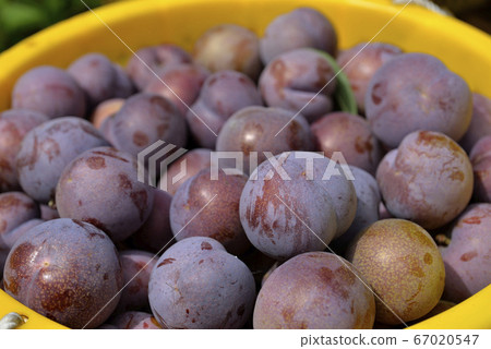 台灣水果,臺灣水果,水果,新鮮水果,紅肉李,李子 67020547