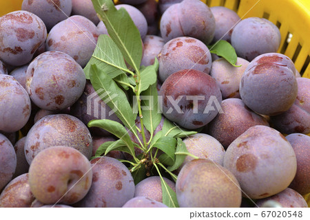 台灣水果,臺灣水果,水果,新鮮水果,紅肉李,李子 67020548