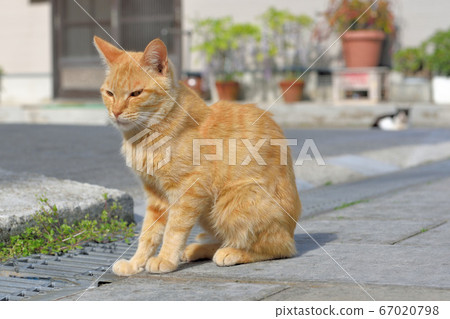 天草貓 天草貓 67020798