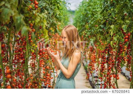 Woman and red cherry tomatoes on the bushes Woman and red cherry tomatoes on the bushes 67020841
