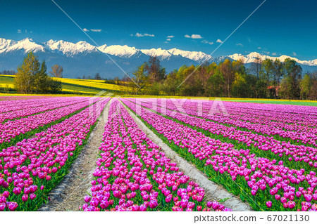 Colorful pink tulip fields and snowy mountains in background, Europe Colorful pink tulip fields and snowy mountains in background, Europe 67021130