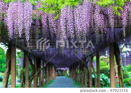 Otisujima富士公園 67021558