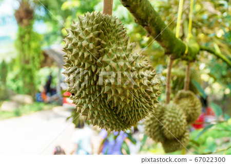 Fresh asian tropical durian on tree in nature 67022300