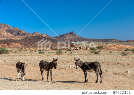 donkey in desert near Brandberg mountain, Namibia 67022301