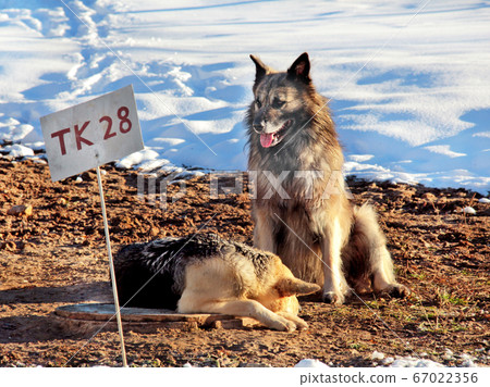 Two dogs in spring sun in snow 67022356