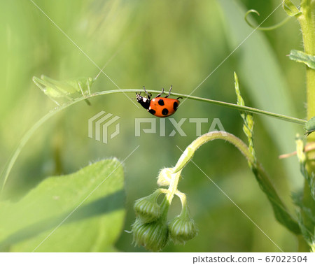 Red ladybird 67022504