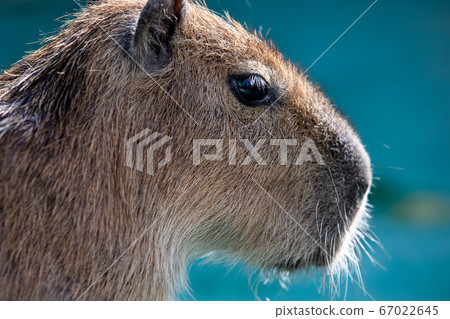 Capybara animal capypara Capybara animal capypara 67022645