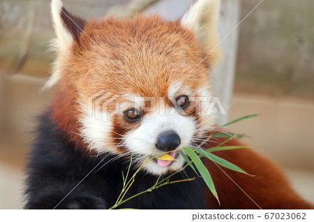 Lesser panda 67023062