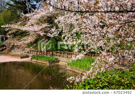 Cherry blossoms at Kameoko Park Cherry blossoms at Kameoko Park 67023492