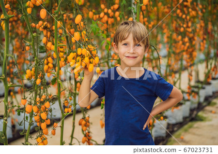 Young boy and Yellow cherry tomatoes grow in the garden. Close up Young boy and Yellow cherry tomatoes grow in the garden. Close up 67023731