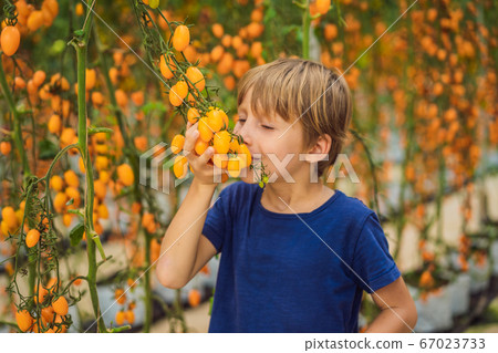 Young boy and Yellow cherry tomatoes grow in the garden. Close up 67023733