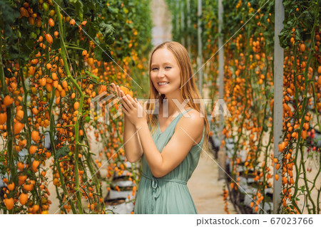 Young woman and Yellow cherry tomatoes grow in the garden. Close up Young woman and Yellow cherry tomatoes grow in the garden. Close up 67023766