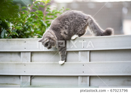 cat on fence 67023796