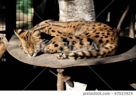 Serval Cat North Safari Sapporo Serval Cat North Safari Sapporo 67023924