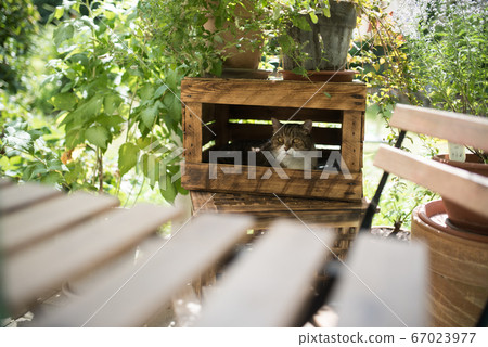 cat relaxing in fruit crate cat relaxing in fruit crate 67023977