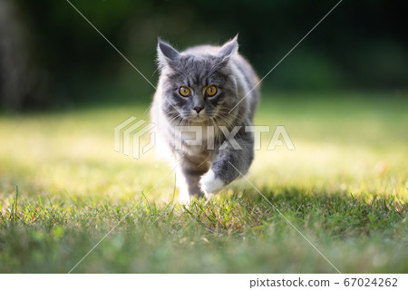 cat outdoors prowling 67024262