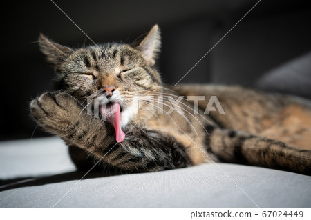 grooming cat licking fur 67024449