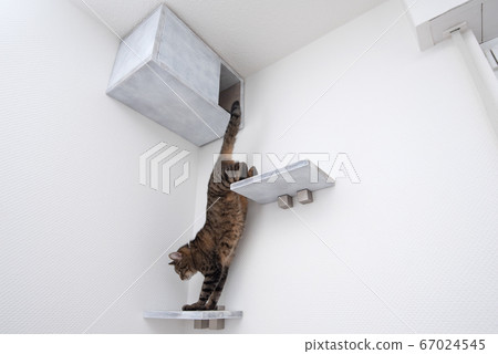 diy wooden Cat furniture diy wooden Cat furniture 67024545