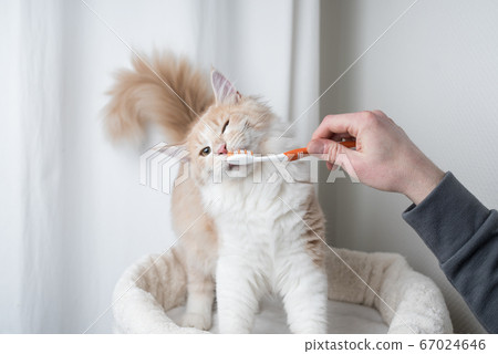 brushing cat's teeth with toothbrush 67024646