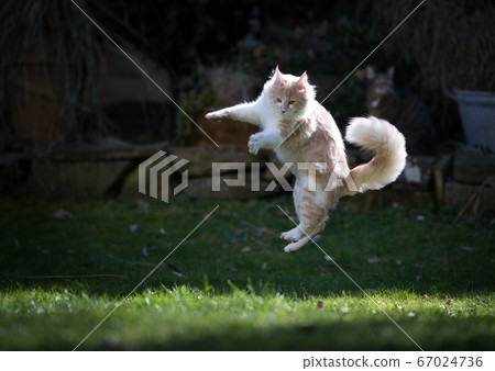 jumping cat in the garden 67024736