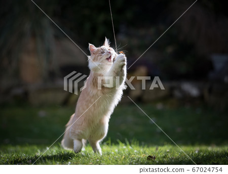cat playing outdoors in garden 67024754