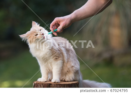 cat getting medication with syringe 67024795