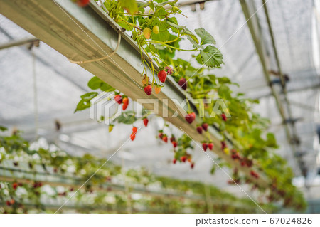 Strawberry at hydroponic farm in the greenhouse 67024826