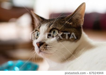A cat staring at a pheasant cat A cat staring at a pheasant cat 67024944