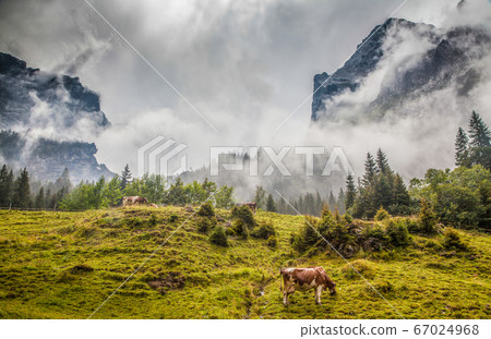 Cows grazing in alpine mountain scenery with low hanging fog on a moody summer day Cows grazing in alpine mountain scenery with low hanging fog on a moody summer day 67024968