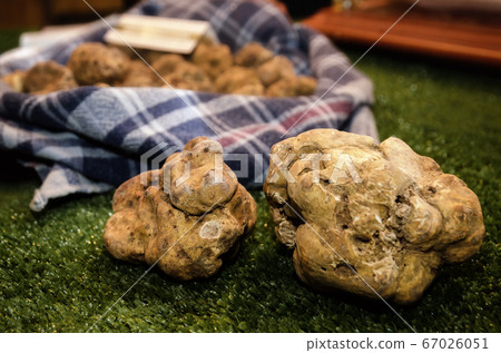 Alba white truffles at the Fiera del Tartufo Alba white truffles at the Fiera del Tartufo 67026051