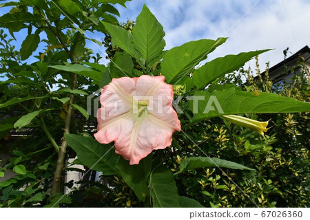 Pink morning glory Pink morning glory 67026360