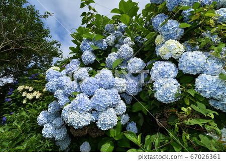 Blue hydrangea 67026361
