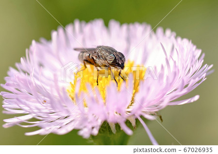 眼睛上的條紋 眼睛上的條紋 67026935