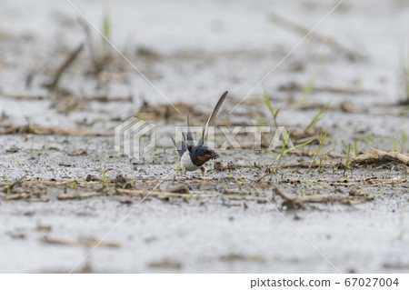Swallows holding mud nest material Swallows holding mud nest material 67027004