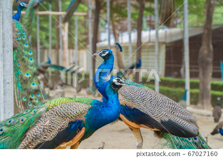 Peacock bird displaying out spread tail feathers Peacock bird displaying out spread tail feathers 67027160