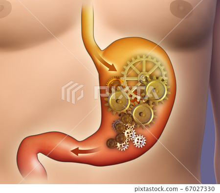 Stomach digestion Stomach digestion 67027330
