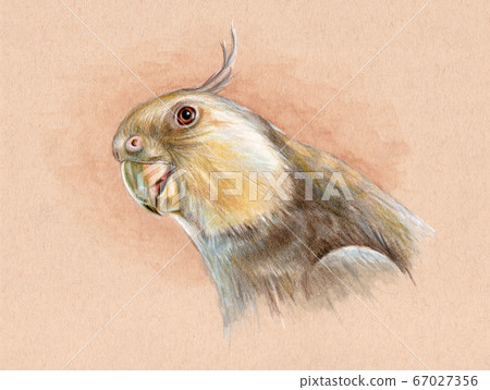 Portrait of a white-faced cockatiel 67027356