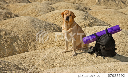 big dog fawn labrador retriever sits in desert on big dog fawn labrador retriever sits in desert on 67027392