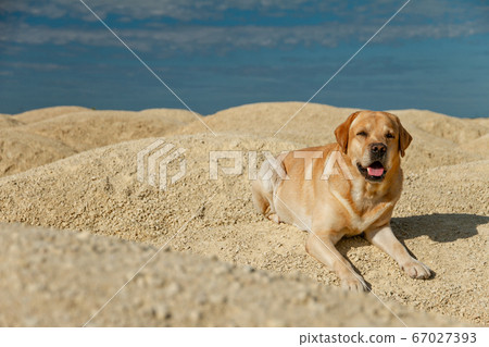 big dog fawn labrador retriever good friend lies 67027393