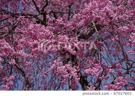 Minobu Myōenji cherry blossoms Minobu Myōenji cherry blossoms 67027601