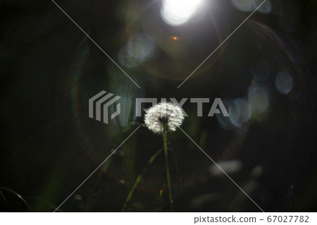 Dandelion 67027782