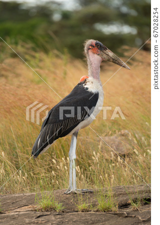 Marabou stork stands in profile on rock Marabou stork stands in profile on rock 67028254