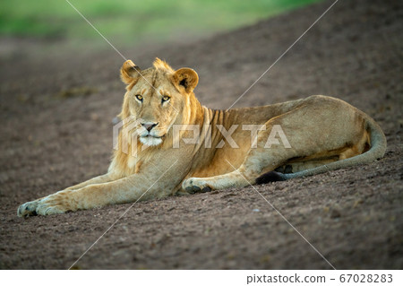 Male lion lies on slope looking down 67028283