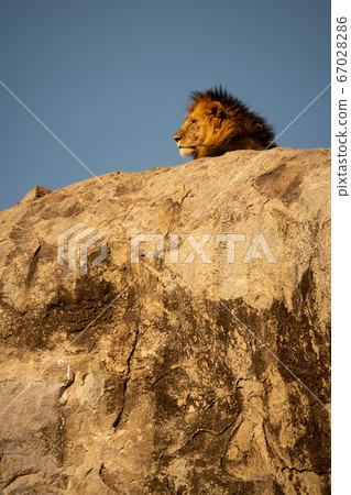 Male lion lies on rock in sunshine Male lion lies on rock in sunshine 67028286