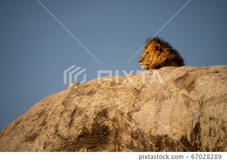 Male lion lies in sunshine on rock Male lion lies in sunshine on rock 67028289