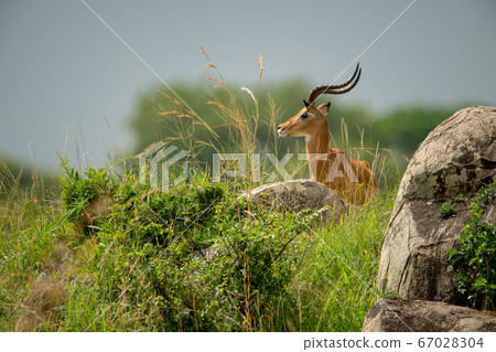 Male impala stands in profile behind rocks 67028304