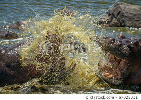 Male hippos fight in water with spray Male hippos fight in water with spray 67028311