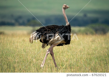 Male common ostrich walks on bleached grass Male common ostrich walks on bleached grass 67028321