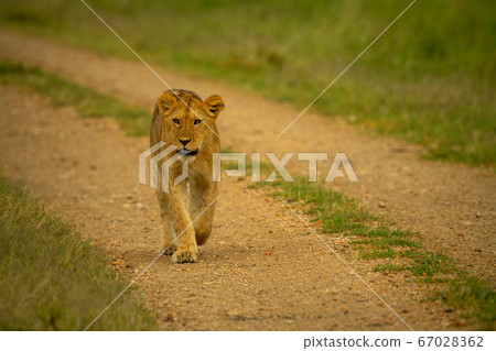 Lioness walks along gravel track on savannah Lioness walks along gravel track on savannah 67028362